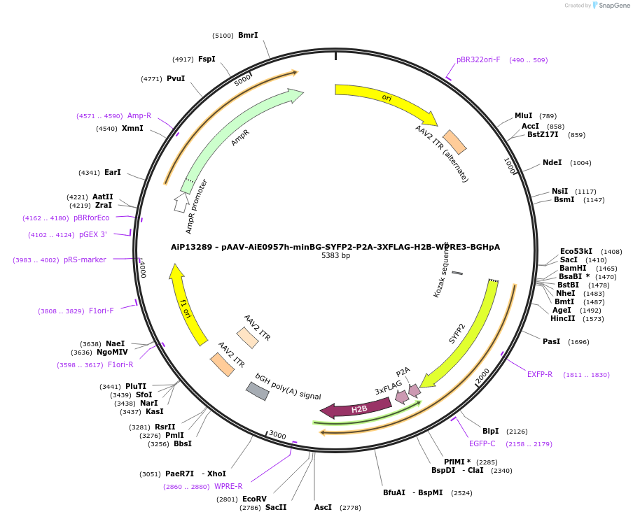 243486-plasmid-map-sequence-id-525260