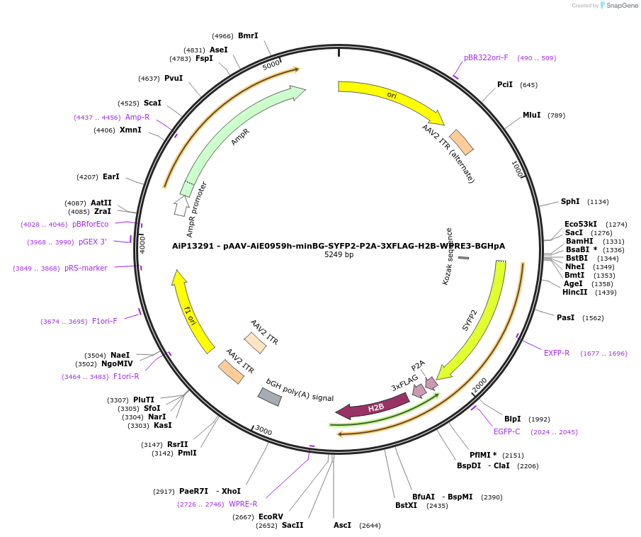 243488-plasmid-map-sequence-id-525261