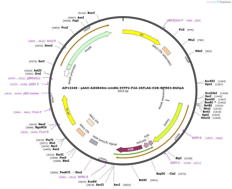 243489-plasmid-map-sequence-id-525262