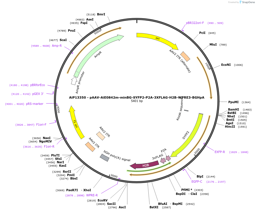 243490-plasmid-map-sequence-id-525263