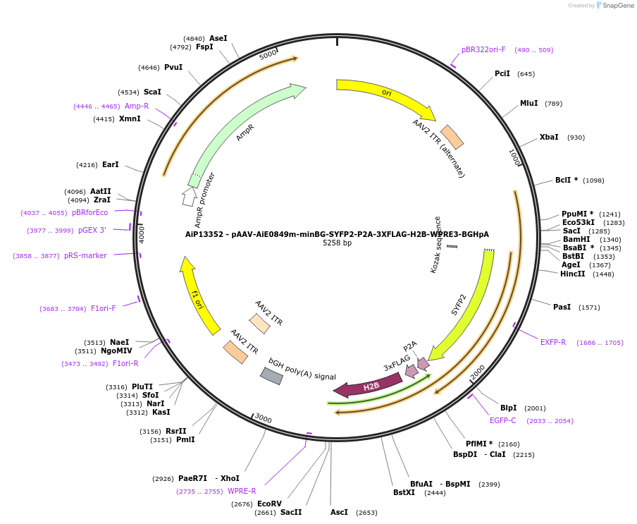 243492-plasmid-map-sequence-id-525265