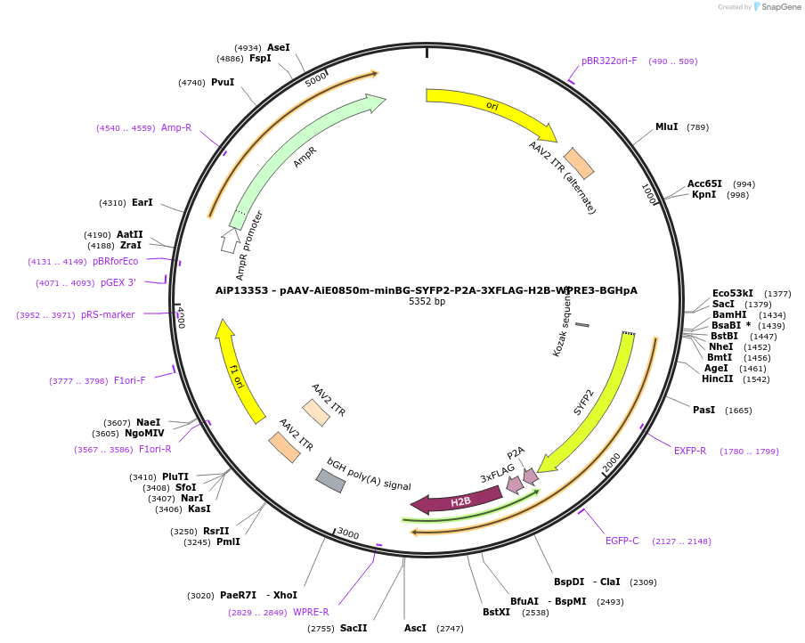 243493-plasmid-map-sequence-id-525266