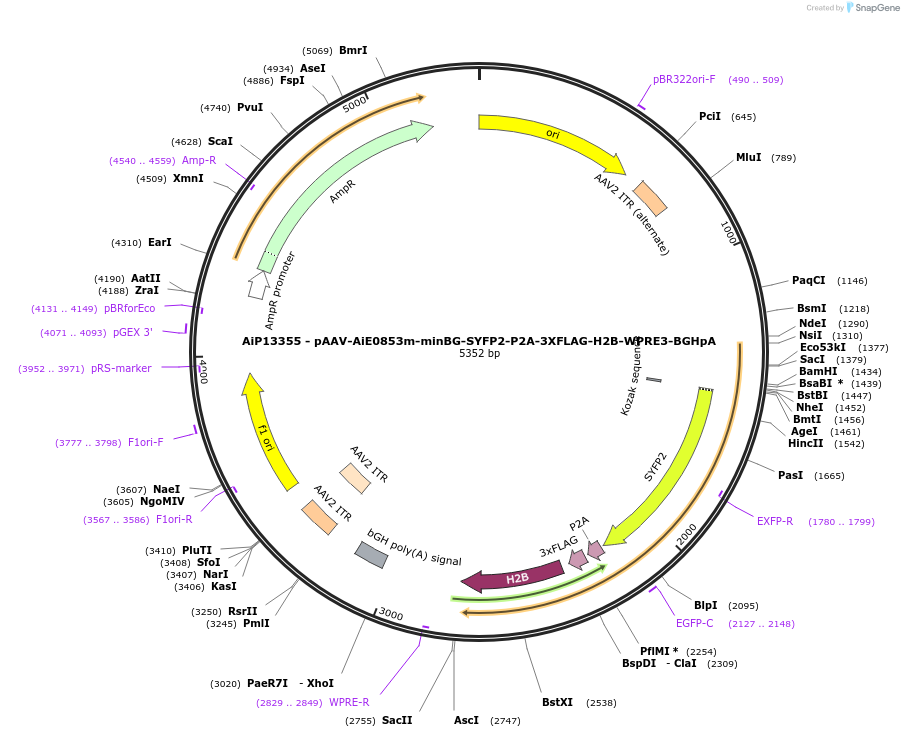 243495-plasmid-map-sequence-id-525267