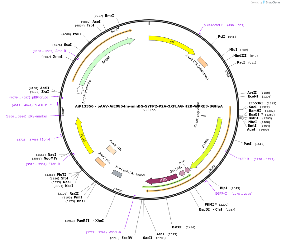 243496-plasmid-map-sequence-id-525268
