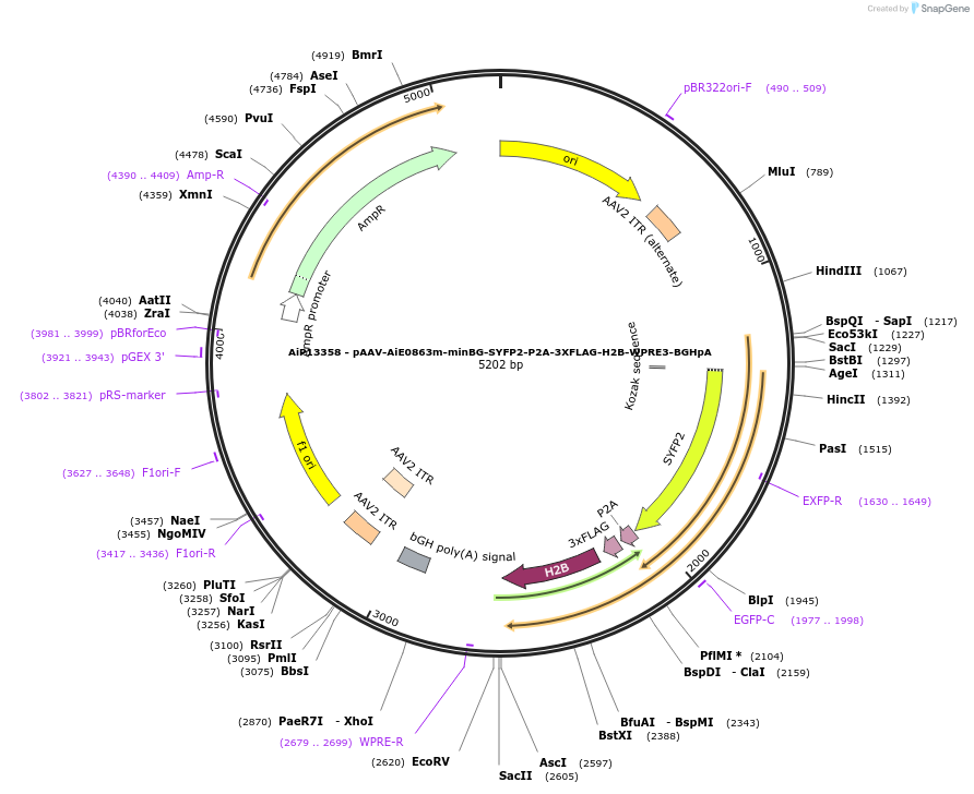 243497-plasmid-map-sequence-id-525269