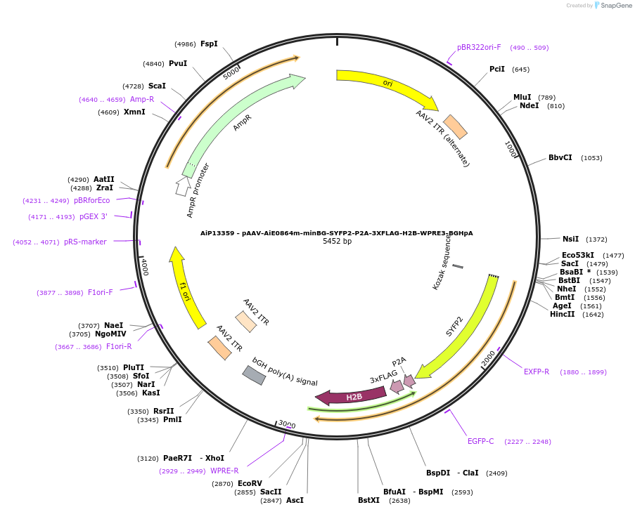 243498-plasmid-map-sequence-id-525270