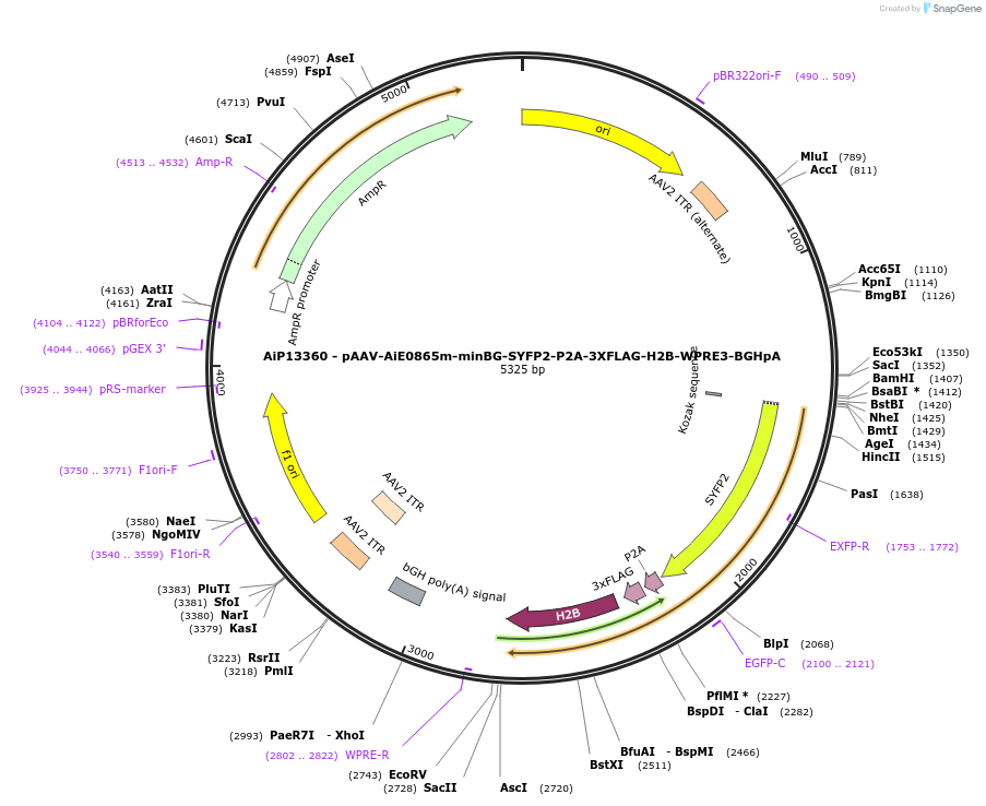 243499-plasmid-map-sequence-id-525271