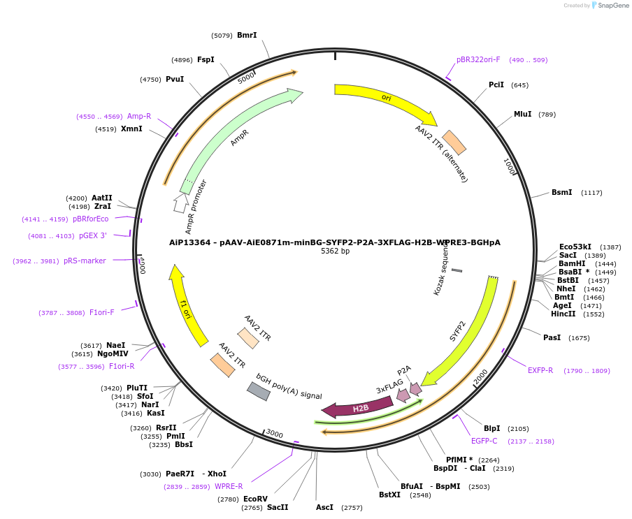 243501-plasmid-map-sequence-id-525273