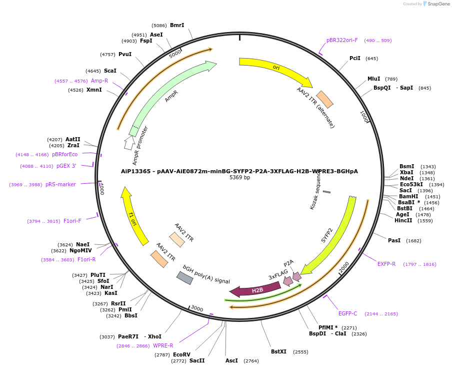 243502-plasmid-map-sequence-id-525274
