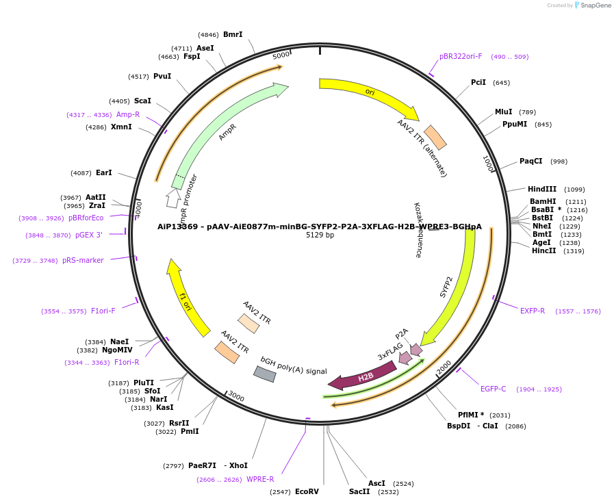243503-plasmid-map-sequence-id-525275
