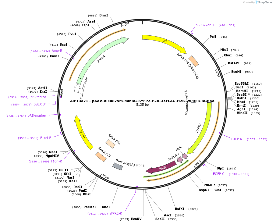 243505-plasmid-map-sequence-id-525276