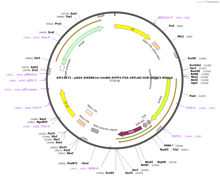 243506-plasmid-map-sequence-id-525277