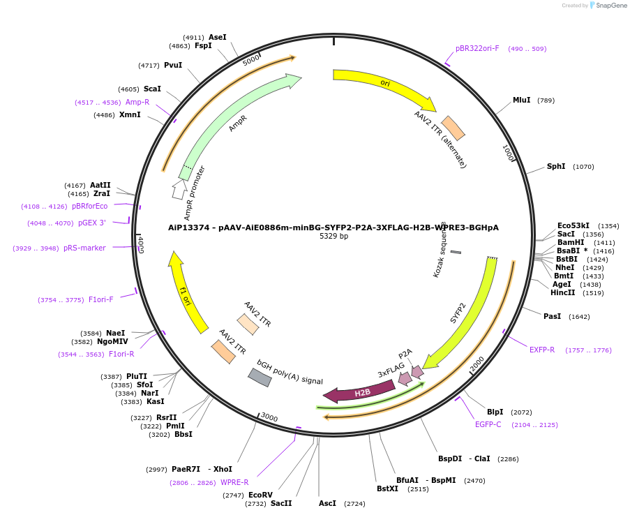 243507-plasmid-map-sequence-id-525278
