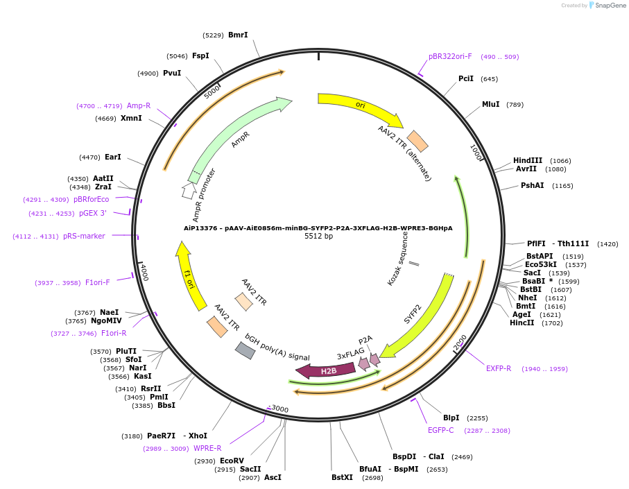 243508-plasmid-map-sequence-id-525279