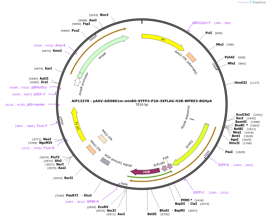 243509-plasmid-map-sequence-id-525280