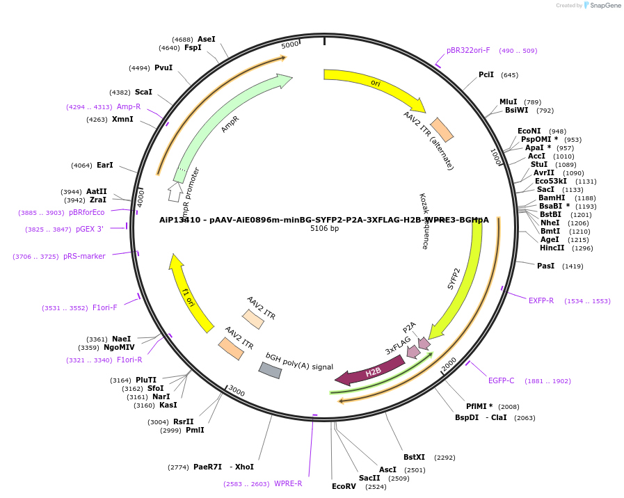 243510-plasmid-map-sequence-id-525281