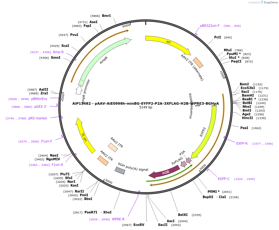 243517-plasmid-map-sequence-id-525282
