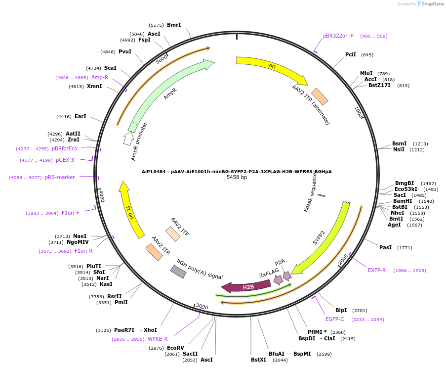 243519-plasmid-map-sequence-id-525284