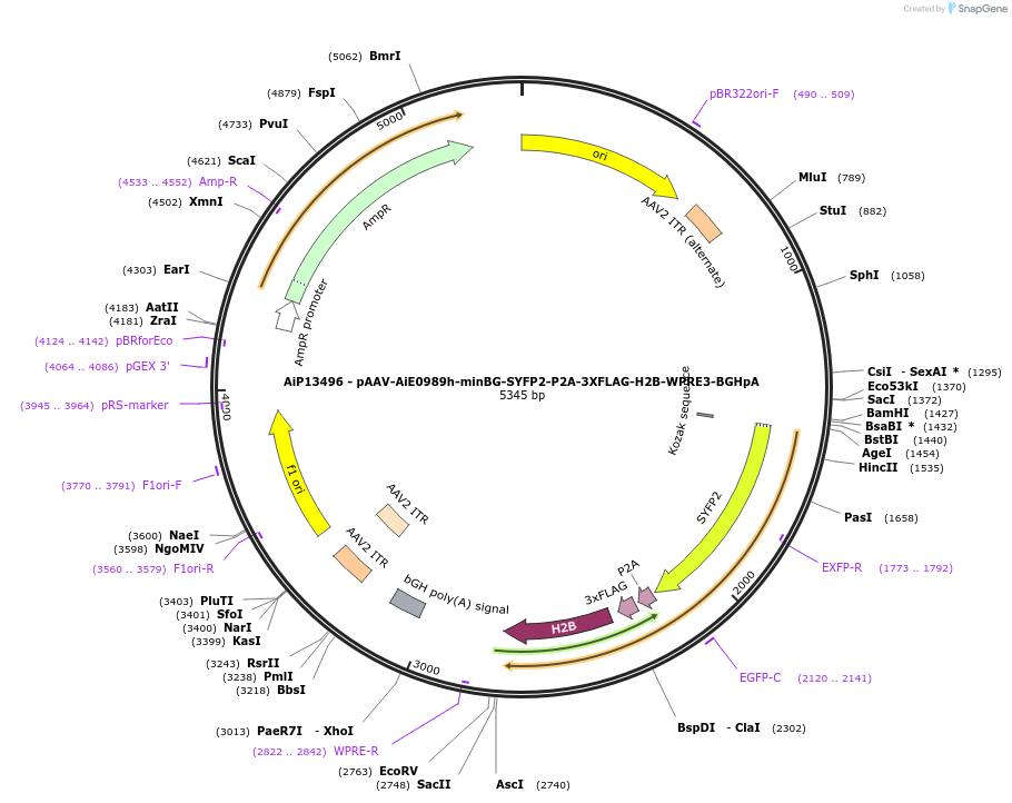 243520-plasmid-map-sequence-id-525285