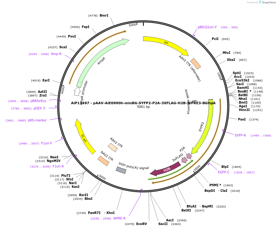 243521-plasmid-map-sequence-id-525286