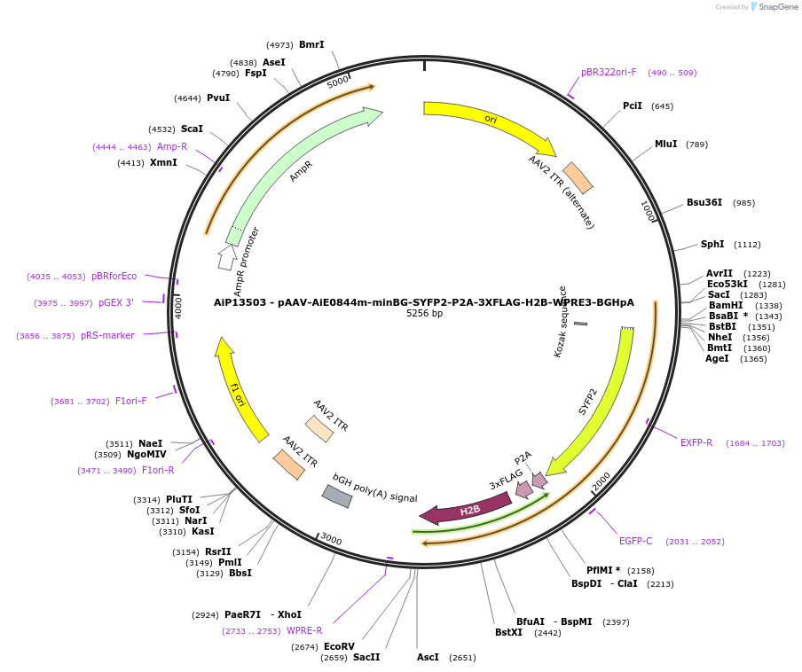 243525-plasmid-map-sequence-id-525287