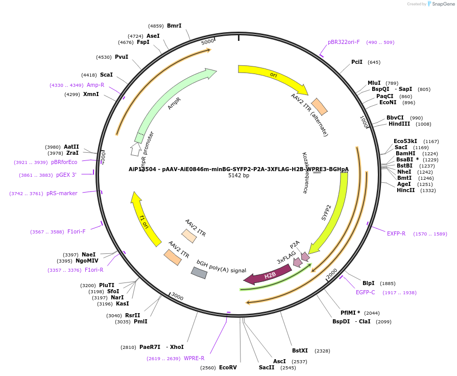 243526-plasmid-map-sequence-id-525288
