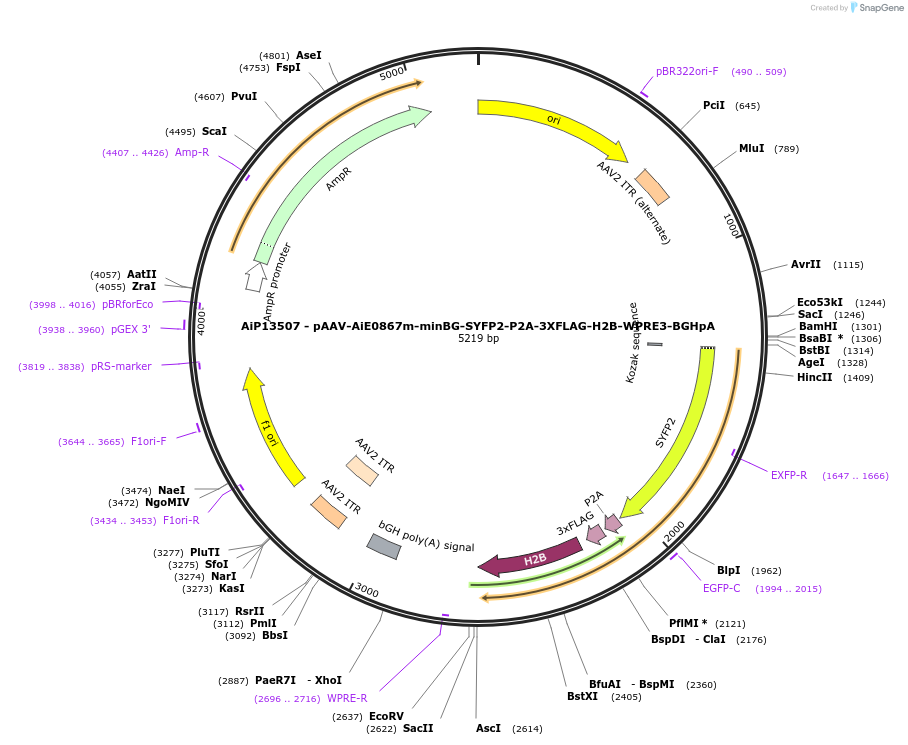 243528-plasmid-map-sequence-id-525289