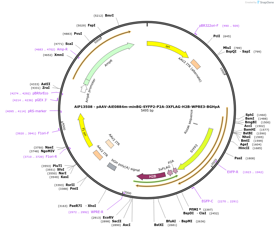 243529-plasmid-map-sequence-id-525290