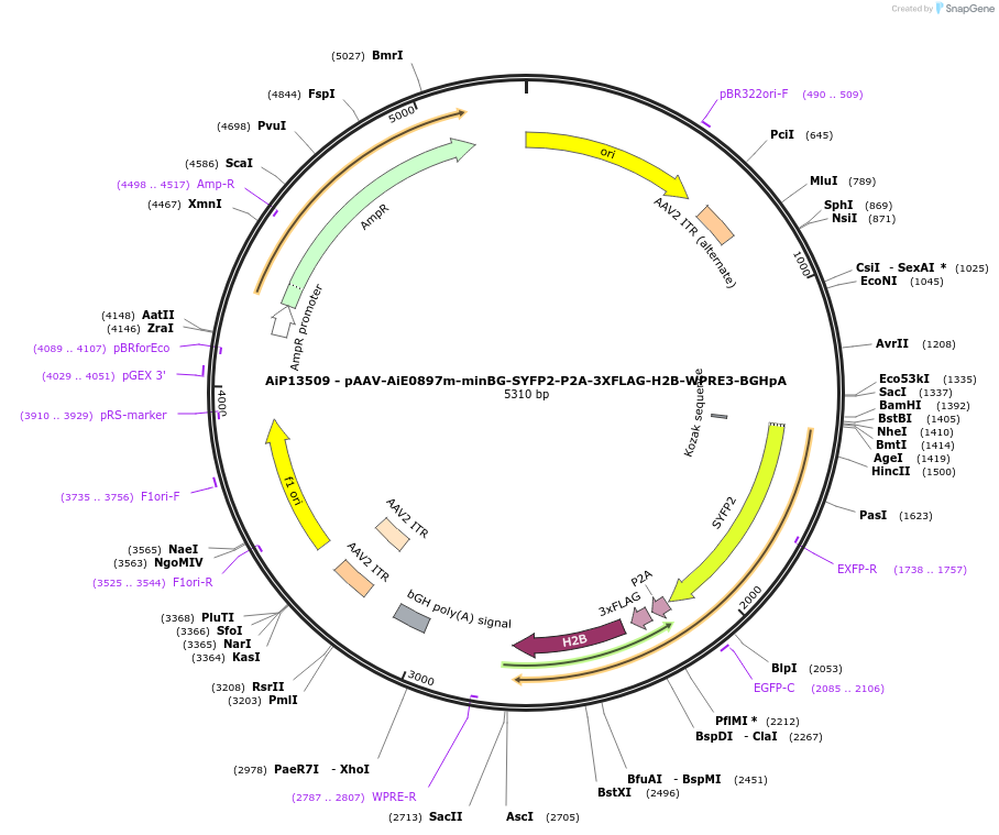 243530-plasmid-map-sequence-id-525291