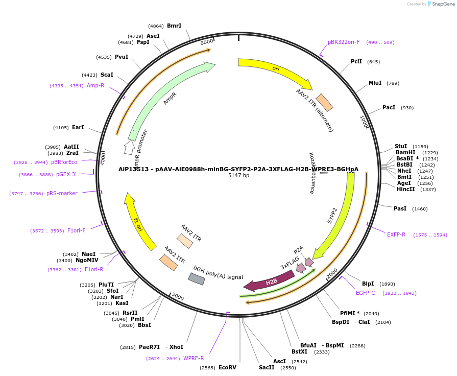 243531-plasmid-map-sequence-id-525292
