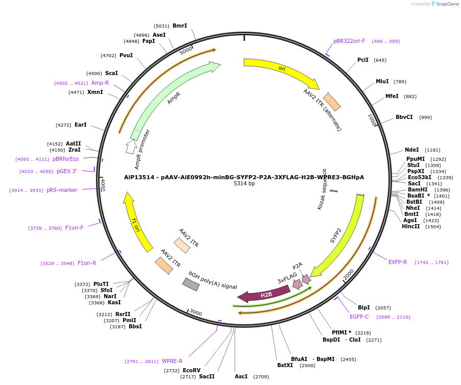 243532-plasmid-map-sequence-id-525293