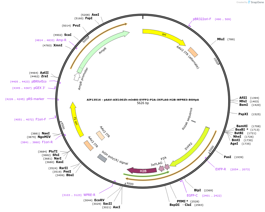 243534-plasmid-map-sequence-id-525294