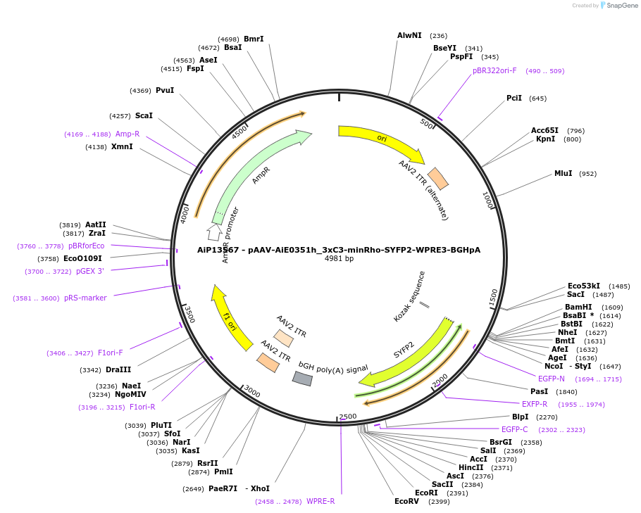243536-plasmid-map-sequence-id-525295