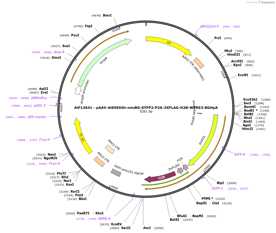 243537-plasmid-map-sequence-id-525296