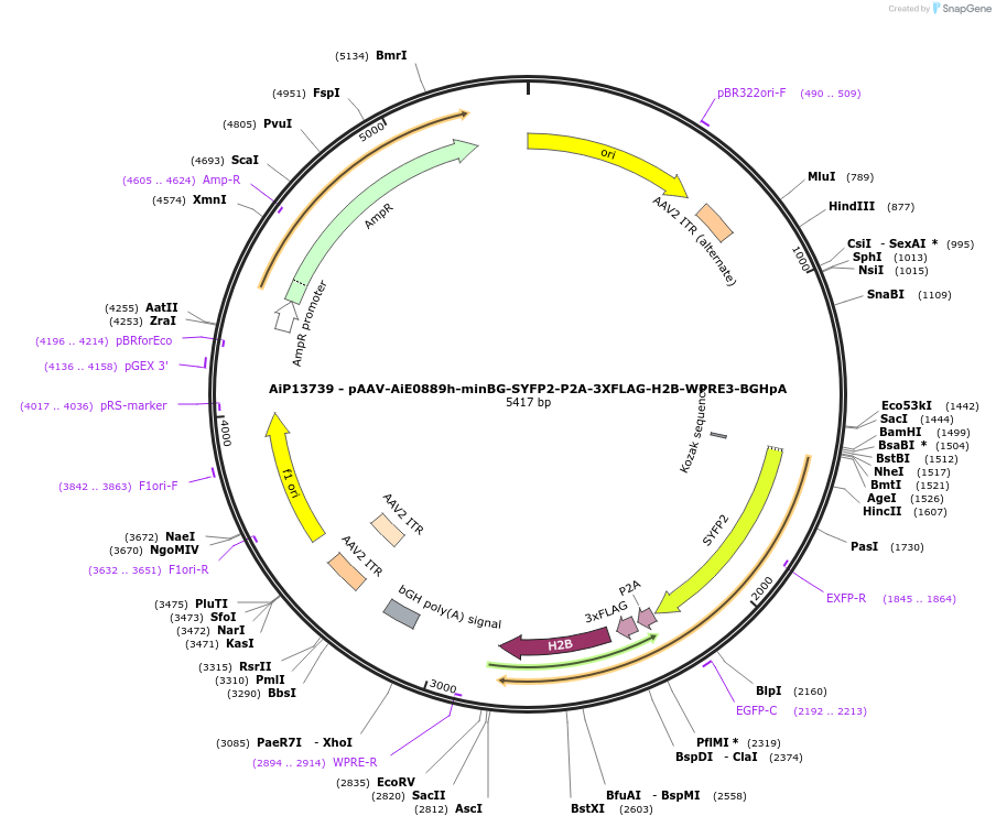 243538-plasmid-map-sequence-id-525297