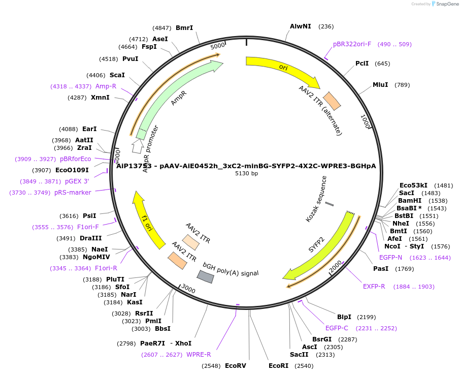 243539-plasmid-map-sequence-id-525298