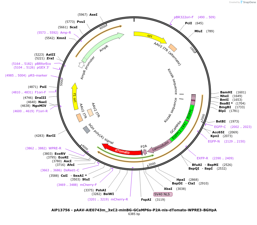 243540-plasmid-map-sequence-id-525299