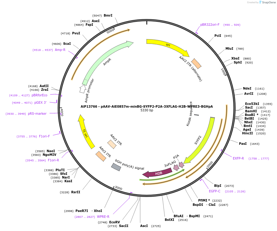 243541-plasmid-map-sequence-id-525300