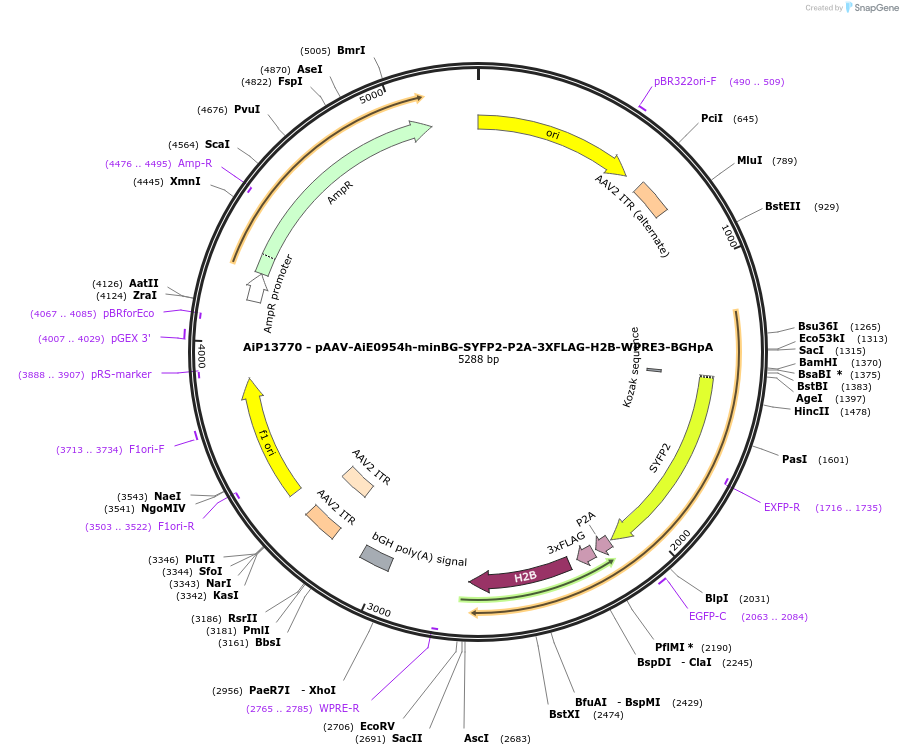 243542-plasmid-map-sequence-id-525301