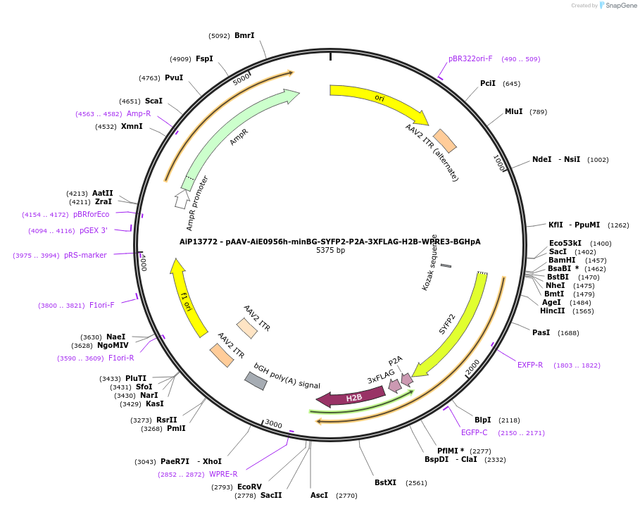 243543-plasmid-map-sequence-id-525302