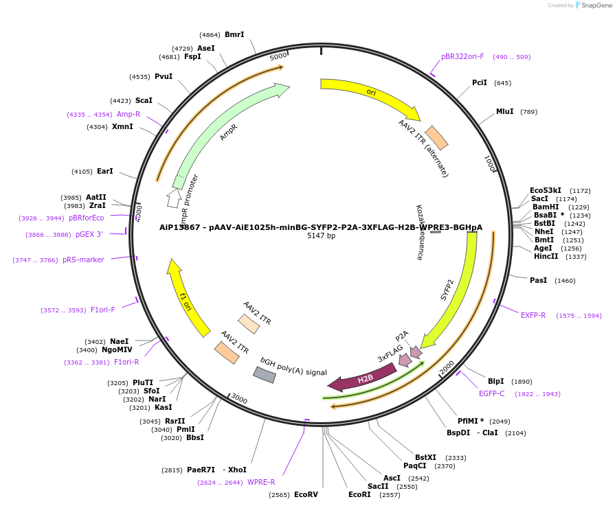 243545-plasmid-map-sequence-id-525303