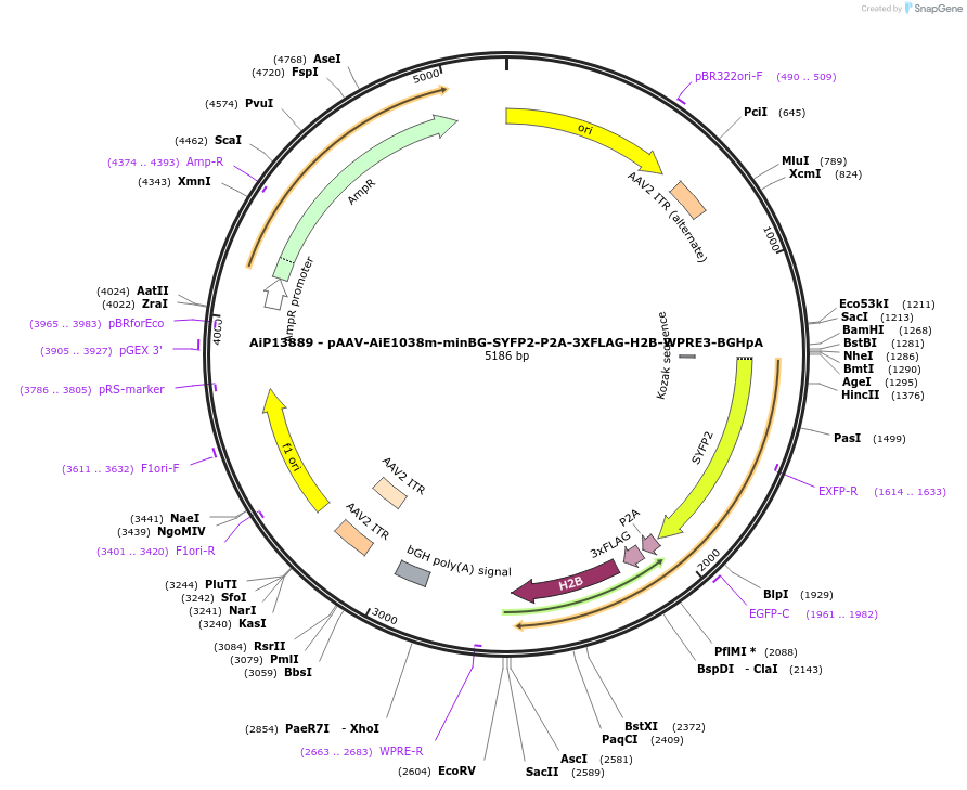 243546-plasmid-map-sequence-id-525304
