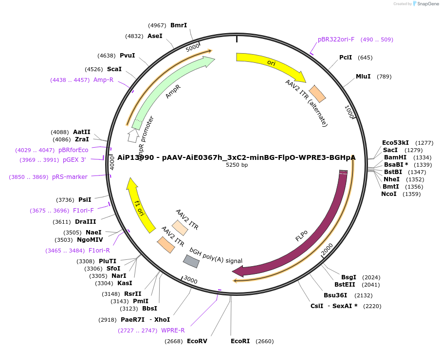 243547-plasmid-map-sequence-id-525305