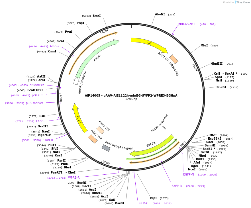 243548-plasmid-map-sequence-id-525306