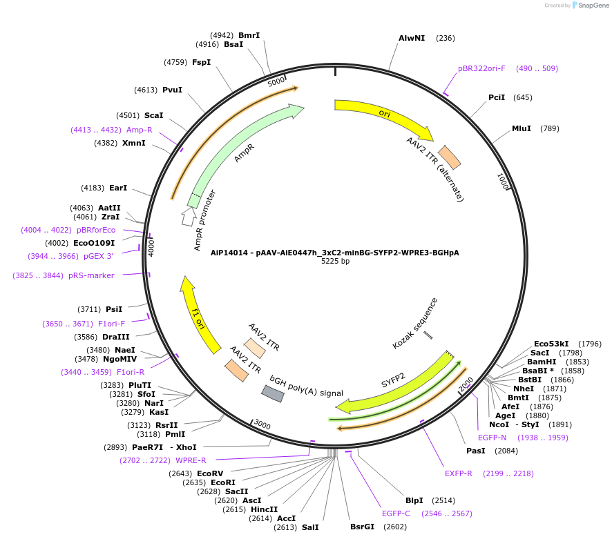 243549-plasmid-map-sequence-id-525307