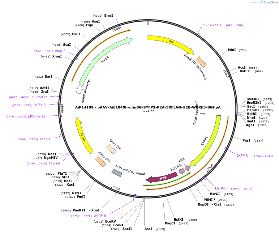 243550-plasmid-map-sequence-id-525308