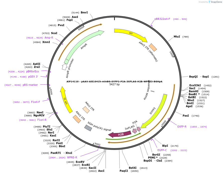 243551-plasmid-map-sequence-id-525309