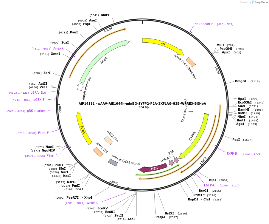 243552-plasmid-map-sequence-id-525310