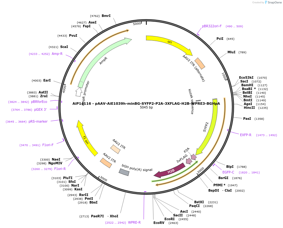 243554-plasmid-map-sequence-id-525312