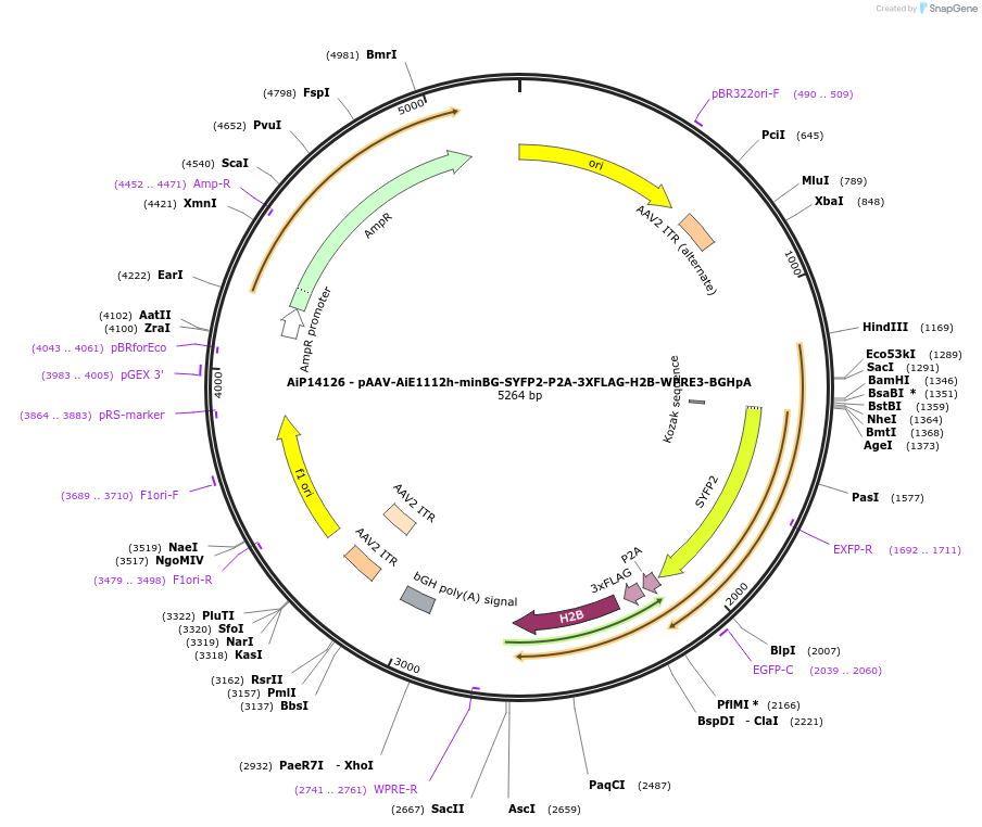 243555-plasmid-map-sequence-id-525313